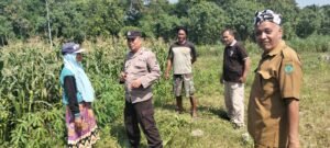Polisi dan Petani Kelola Tanaman Jagung di Desa Kemantren, Untuk Peningkatan Swasembada Pangan