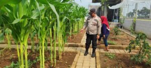 Polisi Sambangi Lahan Jagung Desa Randegan, Ajak Petani Dongkrak Swasembada Pangan