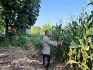 Jelang Panen, Polisi Pantau Tanaman Jagung Petani Binaan di Desa Bulang Prambon