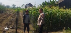 Polsek Sedati Dampingi Perawatan Jagung di Pekarangan Warga Desa Buncitan