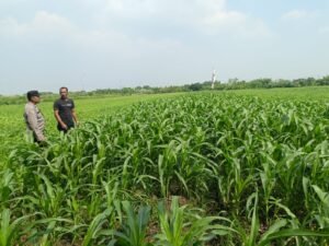 Maksimalkan Hasil Panen,Bhabinkamtibmas Polsek Wonoayu dan Petani Pantau Perkembangan Tanaman Jagung 