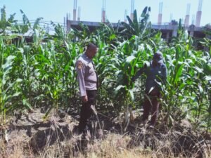 Tingkatkan Swasembada Pangan, Polsek Sedati Dampingi Pengembangan Lahan Jagung 
