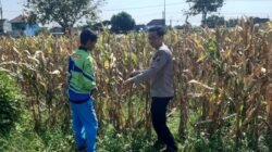 Polisi Pantau Lahan Jagung Siap Panen di Prambon, Dukung Ketahanan Pangan