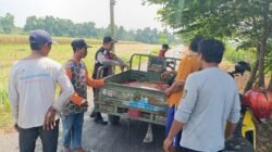 Kompak Wujudkan Swasembada Pangan, Polisi dan Petani di Balongbendo Kelola Tanaman Jagung