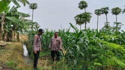 Perkuat Ketahanan Pangan,  Polsek Jabon Cek Perkembangan Tanaman Jagung
