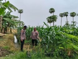 Perkuat Ketahanan Pangan,  Polsek Jabon Cek Perkembangan Tanaman Jagung