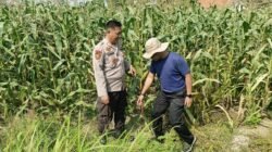 Kolaborasi Polisi dengan Petani Rawat Tanaman Jagung untuk Swasembada Pangan 