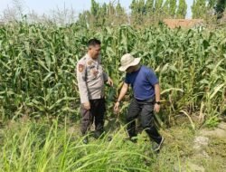 Kolaborasi Polisi dengan Petani Rawat Tanaman Jagung untuk Swasembada Pangan 