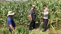 Polsek Sidoarjo Kota Dampingi Perawatan Jagung untuk Dukung Swasembada Pangan