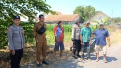 Polsek Balongbendo Ajak Petani Perhatikan Perkembangan Jagung Hibrida di Desa Singkalan