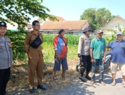 Polsek Balongbendo Ajak Petani Perhatikan Perkembangan Jagung Hibrida di Desa Singkalan
