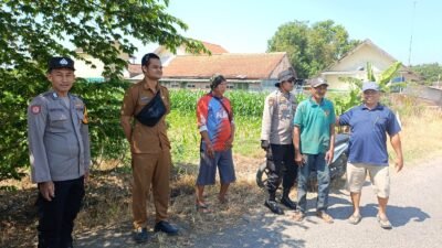 Polsek Balongbendo Ajak Petani Perhatikan Perkembangan Jagung Hibrida di Desa Singkalan
