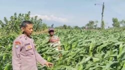 Menyemai Harapan di Ladang Blimbing: Langkah Polsek Tarokan Kawal Swasembada Pangan