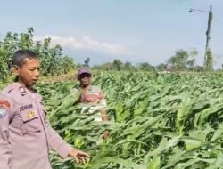 Menyemai Harapan di Ladang Blimbing: Langkah Polsek Tarokan Kawal Swasembada Pangan