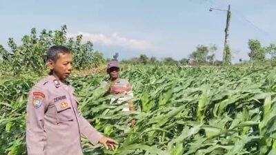 Menyemai Harapan di Ladang Blimbing: Langkah Polsek Tarokan Kawal Swasembada Pangan