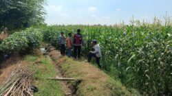 Gelorakan Ketahanan Pangan, Polsek Balongbendo Dampingi Petani Kelola 21 Hektare Lahan Jagung 