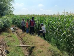 Gelorakan Ketahanan Pangan, Polsek Balongbendo Dampingi Petani Kelola 21 Hektare Lahan Jagung 