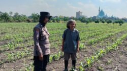 Program Ketahanan Pangan,  Polsek Taman Cek Pertumbuhan Jagung di Lahan Lingkar Mas