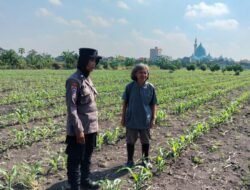 Program Ketahanan Pangan,  Polsek Taman Cek Pertumbuhan Jagung di Lahan Lingkar Mas