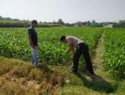 Dukung Asta Cita Presiden, Kanit Binmas Polsek Tarokan Terjun Langsung ke Sawah Pantau Petani