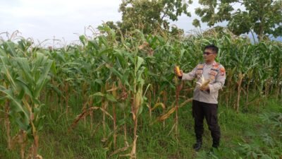 Polsek Krembung Intensifkan Pendampingan Lahan Jagung, Dukung Swasembada Pangan