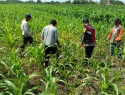 Polsek Balongbendo Semangati Petani untuk Keberhasilan Panen, Sukseskan Swasembada Pangan 