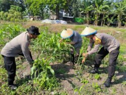 Kolaborasi Polsek Taman dan Petani Kelola Lahan Jagung untuk Ketahanan Pangan
