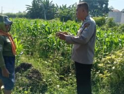 Siap Topang Swasembada Pangan Polsek Porong Bersama Petani Pantau Perkembangan Tanaman Jagung