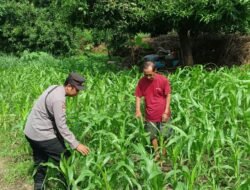 Bhabinkamtibmas Desa Trompoasri Pantau Pertumbuhan Jagung, Wujud Jalankan Ketahanan Pangan 