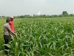 Sinergi Polsek Wonoayu dan Petani Optimalkan Lahan Jagung, Perkuat Program Swasembada Pangan