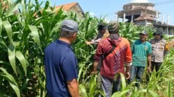 Polsek Balongbendo Perkuat Swasembada Pangan Nasional Bersama Petani