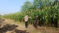 Polisi Pacu Petani Serius Garap Lahan Jagung di Desa Durungbedug