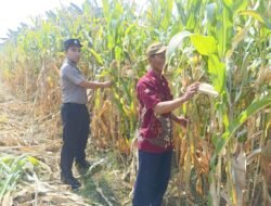 Wujud Ketahanan Pangan dari Kolaborasi Polisi dan Petani di Kecamatan Tarik