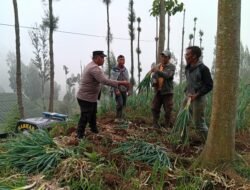 Bhabinkamtibmas Polsek Tosari Pantau Lahan Bawang Prei, Dukung Program Ketahanan Pangan Nasional
