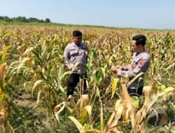 Panen Jagung di Desa Bulang, Polisi Dampingi Petani Sukseskan Ketahanan Pangan