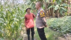Polsek Buduran Dampingi Petani Kelola Jagung Hibrida, Wujudkan Swasembada Pangan 
