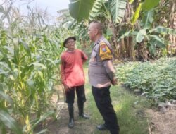 Polsek Buduran Dampingi Petani Kelola Jagung Hibrida, Wujudkan Swasembada Pangan 