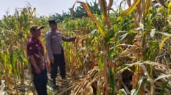 Polsek Tarik Pantau Pertumbuhan Jagung untuk Program Ketahanan Pangan