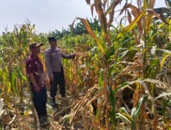 Polsek Tarik Pantau Pertumbuhan Jagung untuk Program Ketahanan Pangan