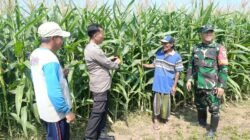Polisi, TNI dan Petani Bersinergi Pantau Pertumbuhan Jagung di Desa Pesawahan Porong
