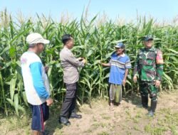 Polisi, TNI dan Petani Bersinergi Pantau Pertumbuhan Jagung di Desa Pesawahan Porong