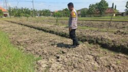 Bhabinkamtibmas Wonoayu Ajak Petani Optimalkan Lahan Jagung 