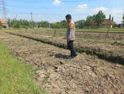 Bhabinkamtibmas Wonoayu Ajak Petani Optimalkan Lahan Jagung 