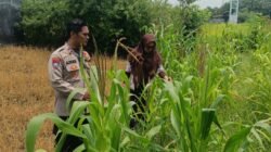 Polsek Krembung Apresiasi Sekolah Turut Dukung Ketahanan Pangan Melalui Tanaman Jagung 