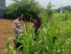 Polsek Krembung Apresiasi Sekolah Turut Dukung Ketahanan Pangan Melalui Tanaman Jagung 