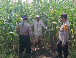 Polsek Balongbendo Dampingi Petani, Wujud Nyata Dukungan Ketahanan Pangan