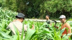 Polisi Bersama Petani di Balongbendo Kelola 21 Hektare Lahan Jagung Hibrida, Wujud Dukungan Ketahanan Pangan