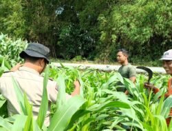 Polisi Bersama Petani di Balongbendo Kelola 21 Hektare Lahan Jagung Hibrida, Wujud Dukungan Ketahanan Pangan