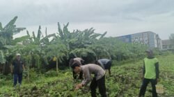 Polsek Waru Cek Perkembangan Tanaman Jagung di Desa Bungurasih
