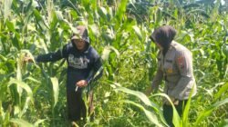Polsek Gedangan Jadikan Tanaman Jagung, Unggulan Swasembada Pangan Desa Punggul 